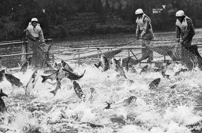 大金湖捕鱼场景