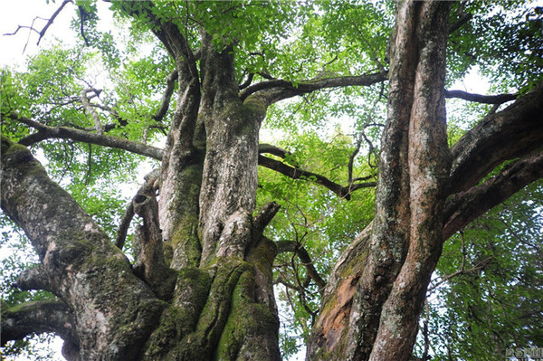 CQ9电子 CQ9传奇电子重庆现百年桂花树 树冠达300平米(图1)