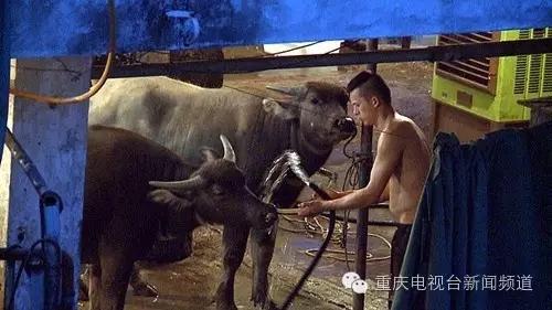 南岸一屠宰场涉嫌牛肉注水 官方回应：屠宰场已