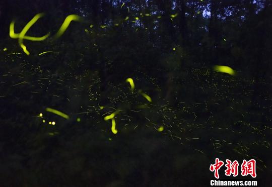 邛崃天台山是亚洲最大的萤火虫观赏基地。　邛宣 摄