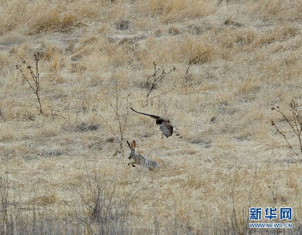 实拍老鹰抓兔子精彩瞬间 兔子成功逃脱追杀(图)