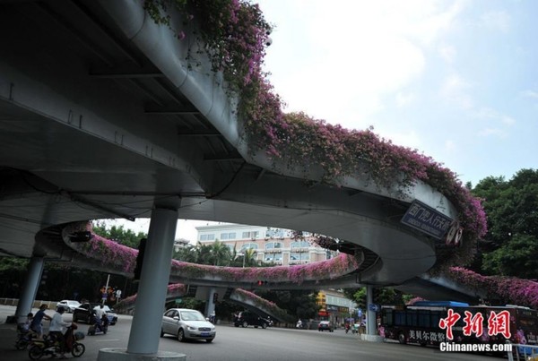 福州一人行天桥繁花拥簇 成“空中花廊”_凤凰资讯