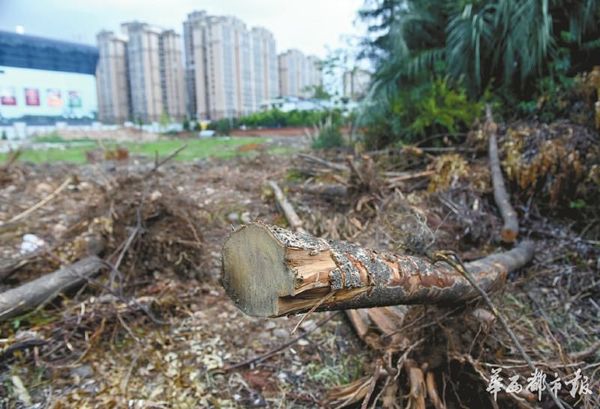 26日，蒲江县一工地内被锯断的树木。