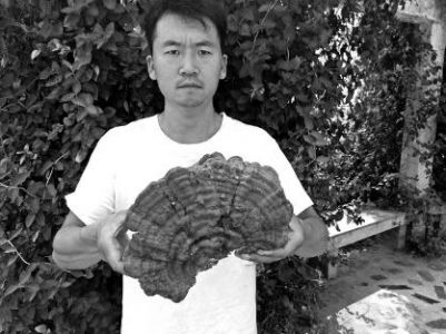 从外观上看是树舌灵芝_凤凰资讯