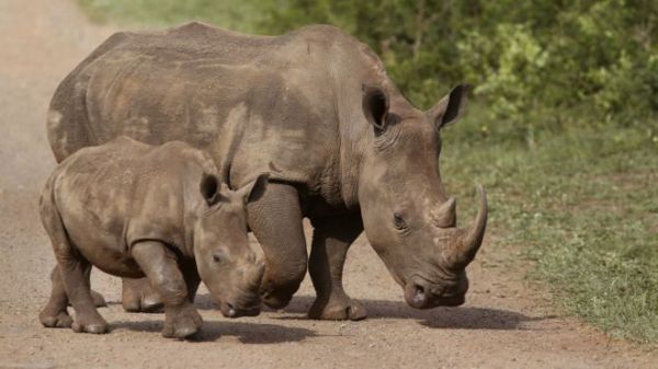 bbc:津巴布韦欲锯掉犀牛角以阻止偷猎