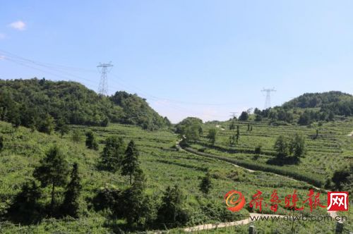 当云贵高原气候邂逅新西兰技术,安健果业走出