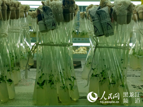 黑龙江省克山县有机产品认证示范区创建 豆浆