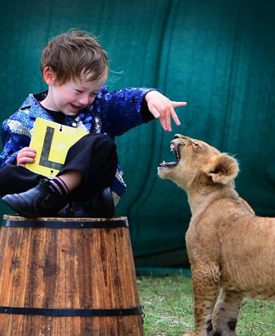 3岁萌娃和幼狮同吃同住 用人性驯化野兽的马戏