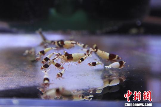 鱼缸中的“水族精灵”水晶虾 沈殿成 摄