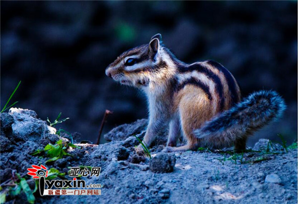 花鼠照片由帕瓦落地拍摄 地点为人民公园