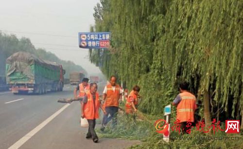 行道树遮挡视线 济南济阳公路局排查修剪