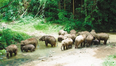 野象谷:西双版纳最大的野生动物救助站_凤凰资讯