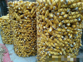 恩爱!大衣哥玉米前搂妻子合影迎丰收