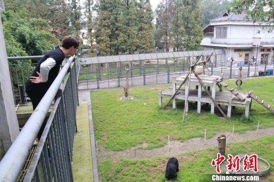 许魏洲现身四川龙桥黑熊救护中心探访月熊。　何浠　摄