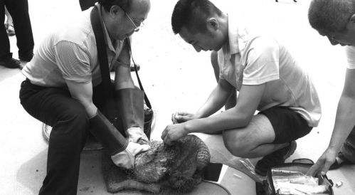 在青岛，宠物医生给流浪狗注射狂犬疫苗。齐鲁晚报记者刘腾腾摄（资料图）