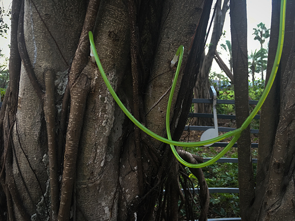 2016年10月1日，厦门鼓浪屿，受伤的树木身上插着两根输液管。 本文图片均来自 澎湃新闻记者 贾茹