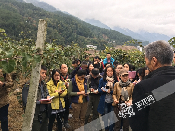 光明村党支部书记庞仁斌向采访团介绍猕猴桃种植基地情况。 记者黄宇摄