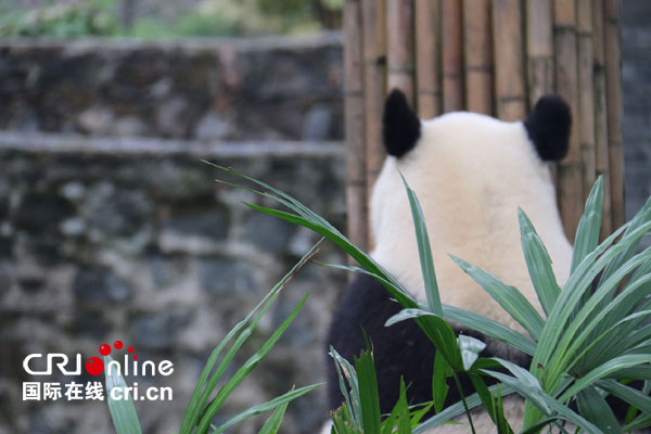 熊猫“福豹”只想静静，另外“福豹”有两个哥哥分别是：福龙、福虎，他们的名字取自中国的龙、虎、豹