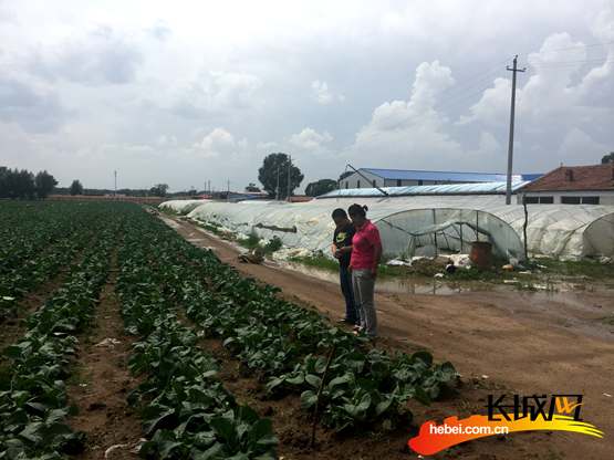 驻村工作组成员到蔬菜种植基地了解情况。杨金田 摄