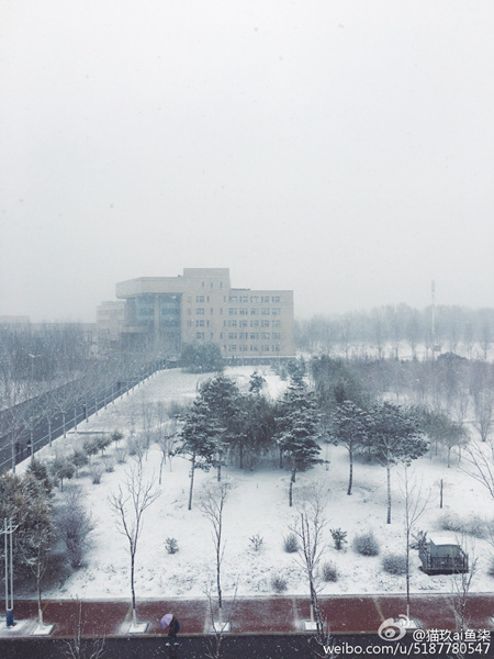 30日，吉林长春一片白雪茫茫。（图片来源：微博）