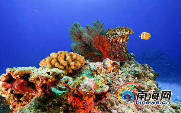 2016年9月20日,三沙市七連嶼海域,美妙的海底世界。楠忘攝
