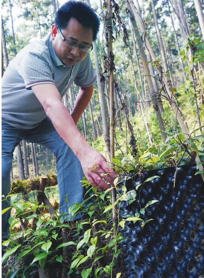 用专门控根容器种植三叶青.