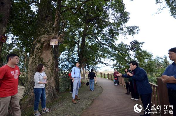 网媒记者和网络大V在宜丰县潭山镇洑溪村古树长廊采风