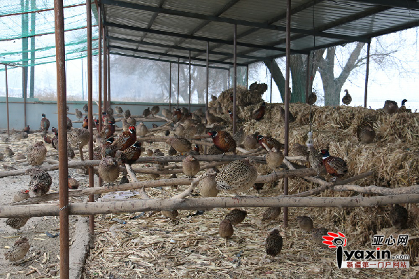 新疆呼图壁县大丰镇农民养殖七彩鸡撬开致富门