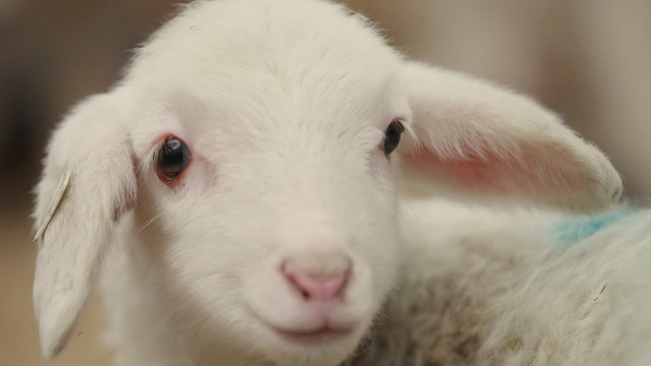 邢台山羊绒首次出口加拿大 货值1.1万美元