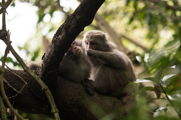 花莲惊传台湾猕猴咬伤女婴事件。图／资料照 图片来源：台湾《联合报》