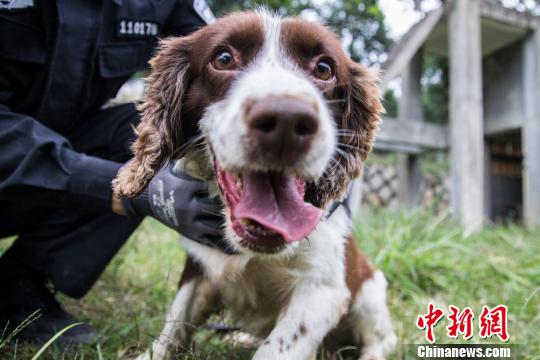 小米是一只6岁的史宾格犬，已经参加工作4年，是一只血迹搜索犬。李南轩摄