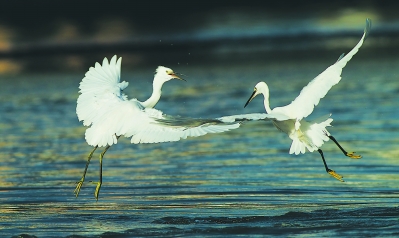 白鹭翩跹，美哉！