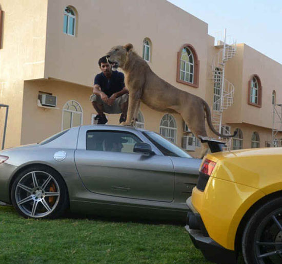 在阿联酋等国家，许多人把养野兽作宠物视作一种身份象征。