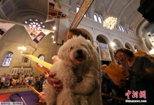 日本公司推出新规 宠物离世时也可以休丧假