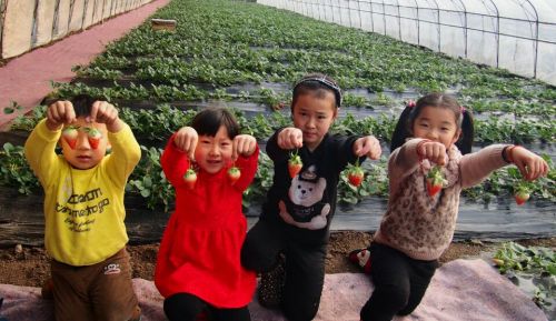 青岛:终于放假了!小学生赴郊区摘草莓乐翻天_凤凰资讯