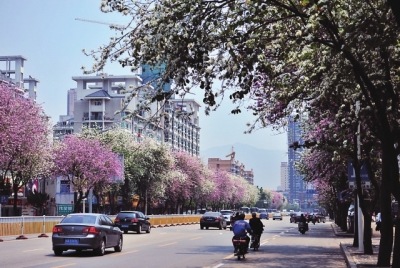 福州上浦路重建艳紫荆大道 可与羊蹄甲相媲美
