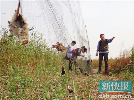▲2016年10月,天津地区“让候鸟飞”志愿者及调查部在天津唐山交接发现两处延绵万米的捕鸟网,解救候鸟数千只。