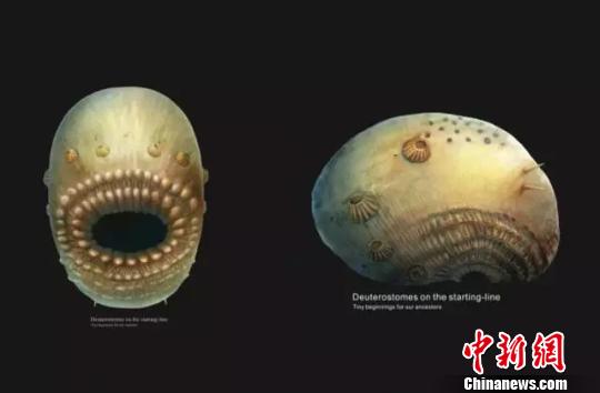 西北大学科研团队发现「微型人类远祖至亲」|