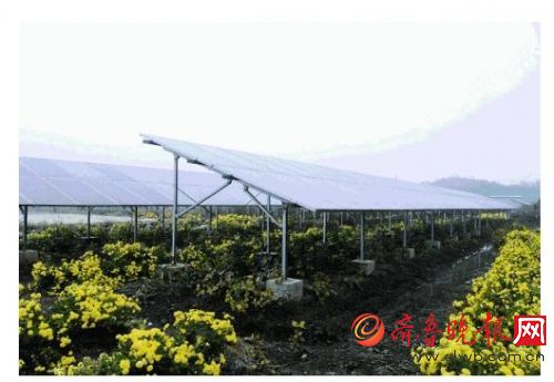 光伏板下作物生长情况