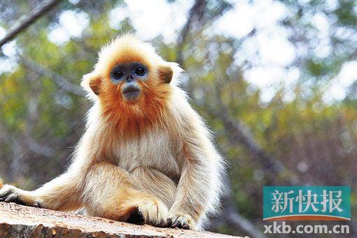 市动物园的川金丝猴一周岁啦 请为他取个名字