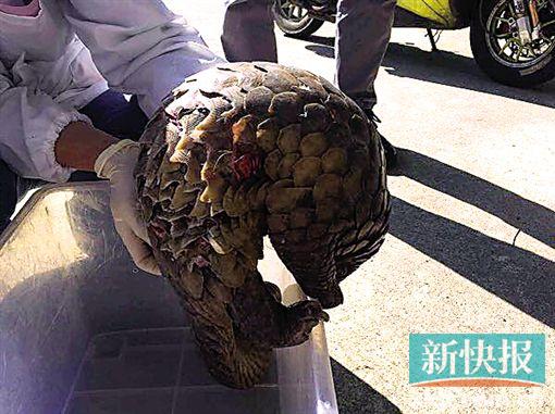 ■深圳市野生动物救护中心收治的一只马来穿山甲。 深圳城管局官网图