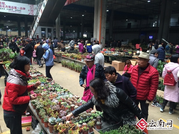 昆明斗南花市里热闹的场景