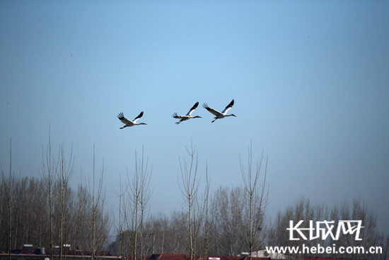 白鹤在白洋淀湿地保护区上空飞翔。通讯员 郝延良 摄