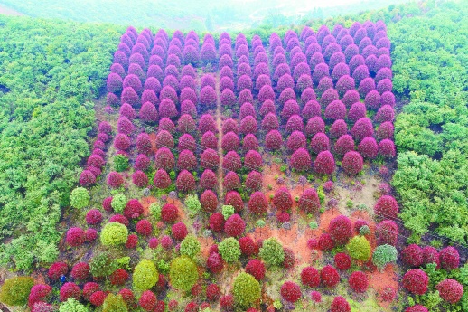 3月16日,浏阳市柏加镇仙湖村苗木基地,多种花木交织,呈现出一片彩色森林的画面。柏加镇是全国花卉苗木生产示范基地湖南省农业旅游示范点,目前有一级园林绿化企业10家、二级园林绿化企业25家、花木专业合作社180家,花木种植面积1.8万余亩。 湖南日报记者 童迪 通讯员 徐红星 摄影报道