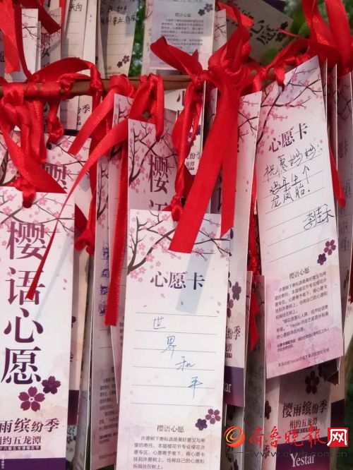 济南五龙潭公园樱花节，樱花树下许愿心意浓