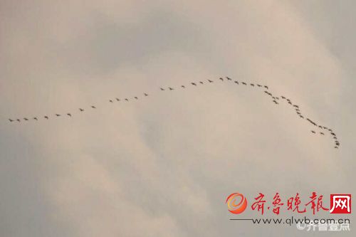 大雁归来!青岛天空中群雁列队起舞 很是壮观 图片由壹粉提供