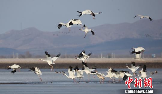 法库被中国野生动物保护协会命名为“中国白鹤之乡”(资料图)。钟欣 摄
