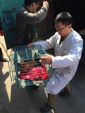安安宠医·上海宠安宠物医院医生将流浪猫从救助车内移至医院