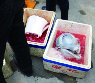 警察传唤珠海3名涉宰杀海豚者
