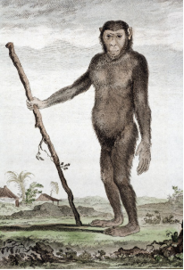 　　布丰《博物志》第九卷中的黑猩猩配图，图下原有一词“Jocko”